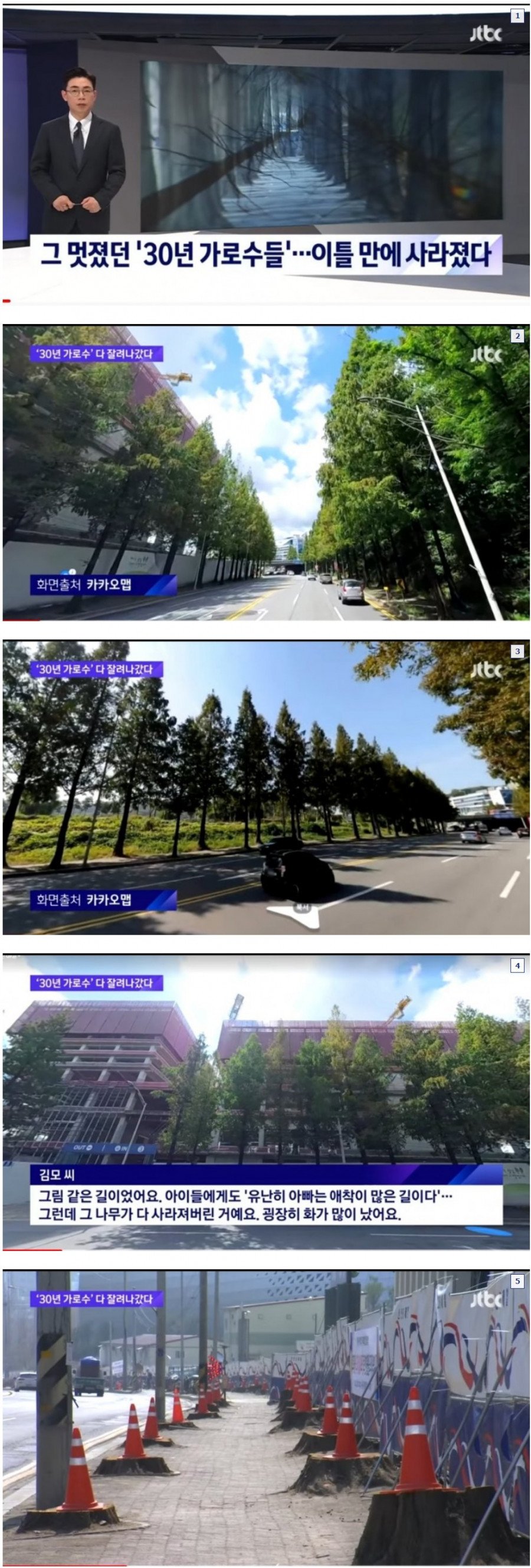 30년된 가로수길..이틀만에