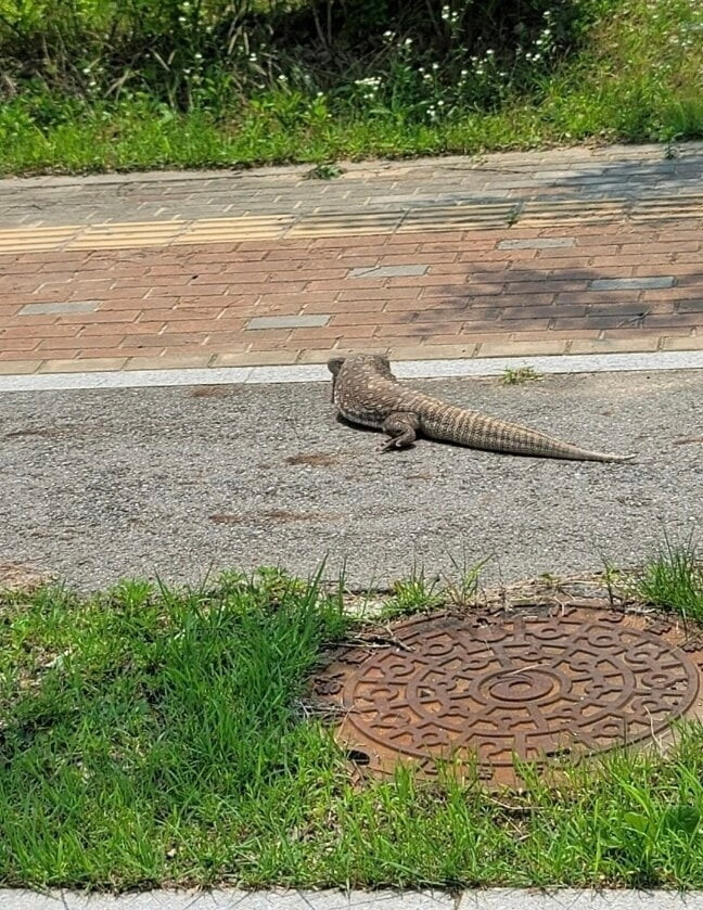 도마뱀 출몰한 모 중학교