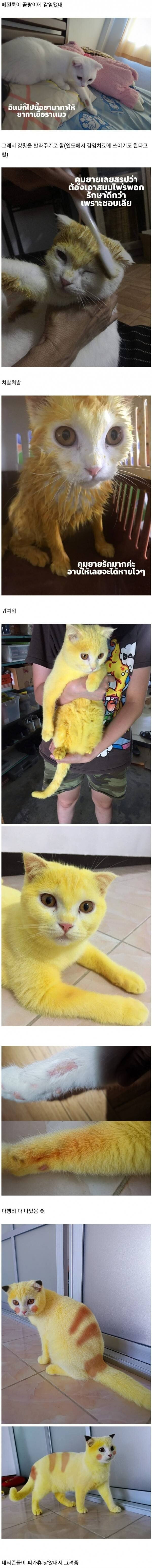 싱글벙글 인도식 고양이 피부병 치료