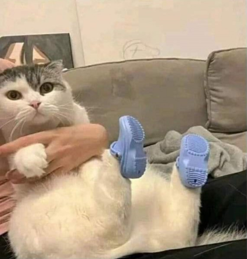 크록스 신은 고양이 ㅠ,ㅠ