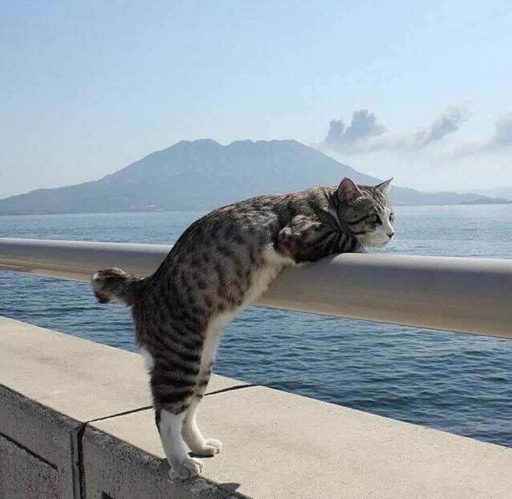 서 있는 고양이