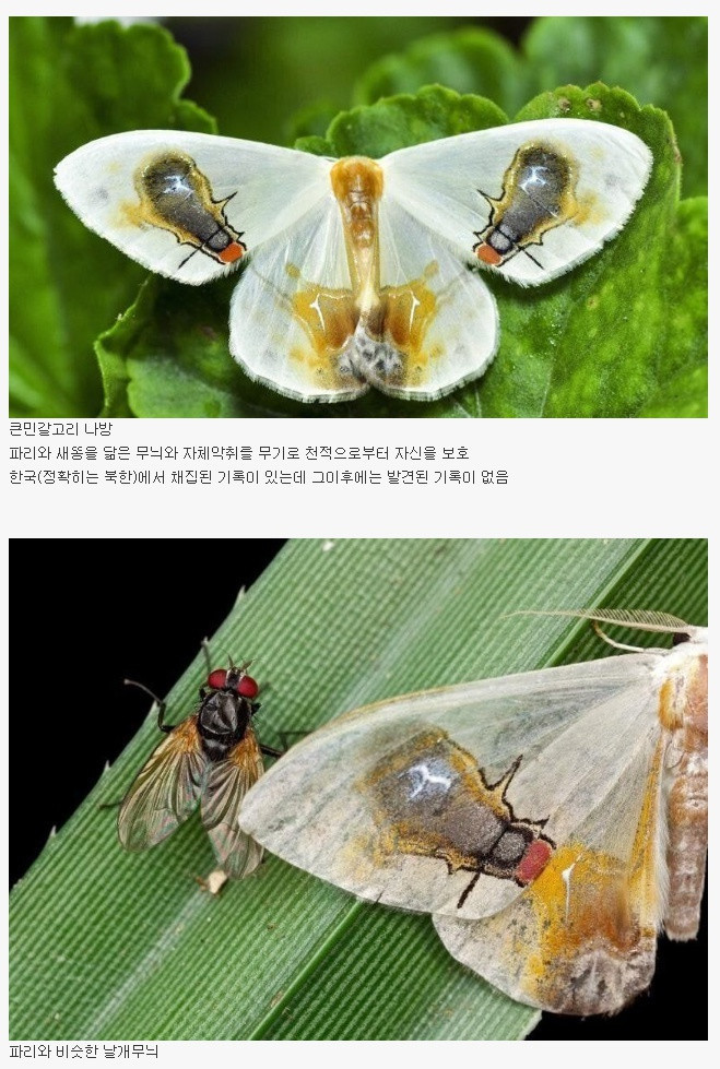 나방의 특이한 생존법