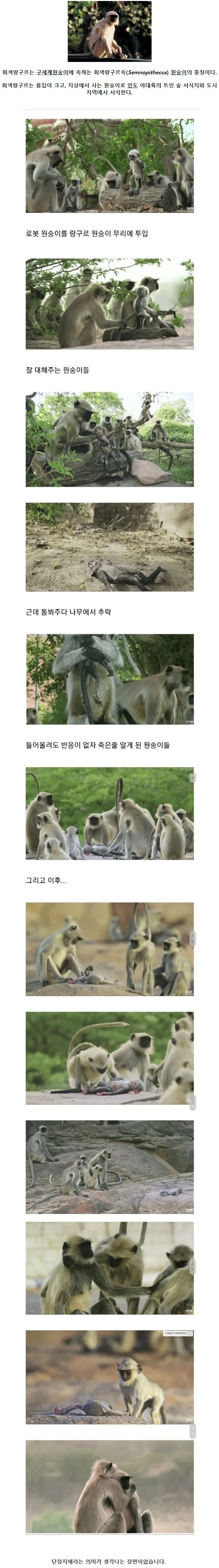 멸종 위기 원숭이를 촬영하기 위한 실험