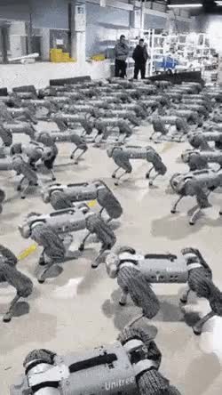 50년뒤 애견 훈련소.gif