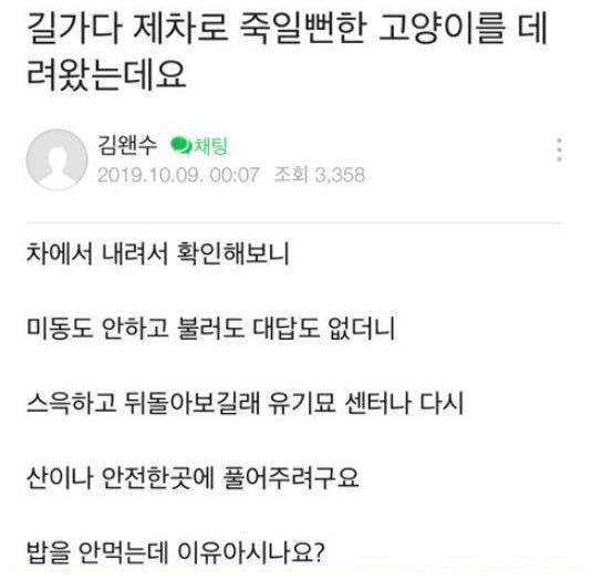 고양이가 밥을 안먹어요