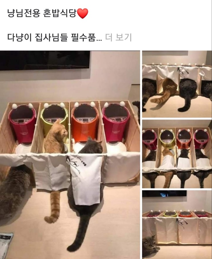 냥이 전용 혼밥 식당