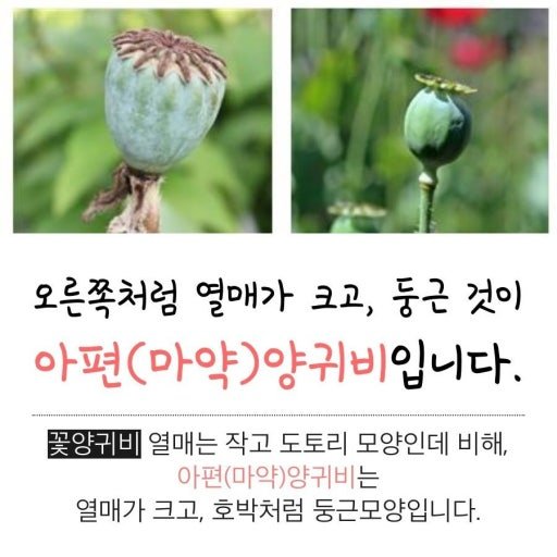 마약 양귀비 신고했는데 아니라는 경찰 