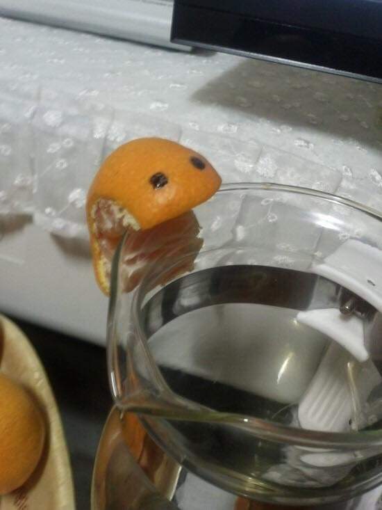 집에서 키우기 좋은 귤벌레ㅋㅋㅋㅋㅋ