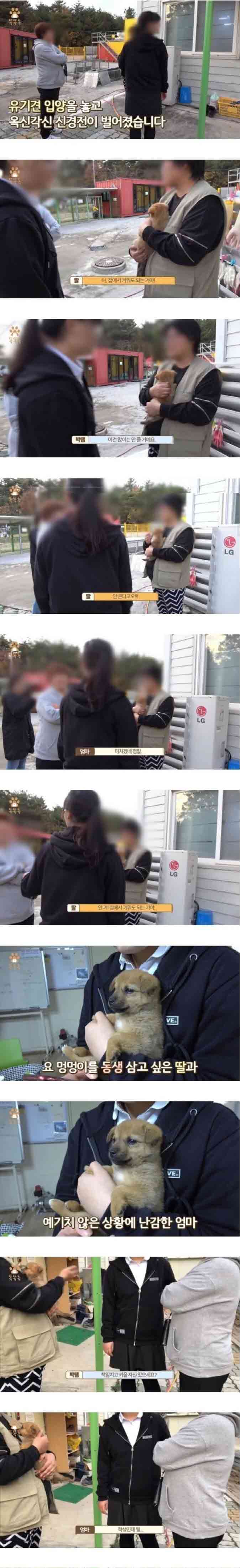 차별 받는 믹스견들