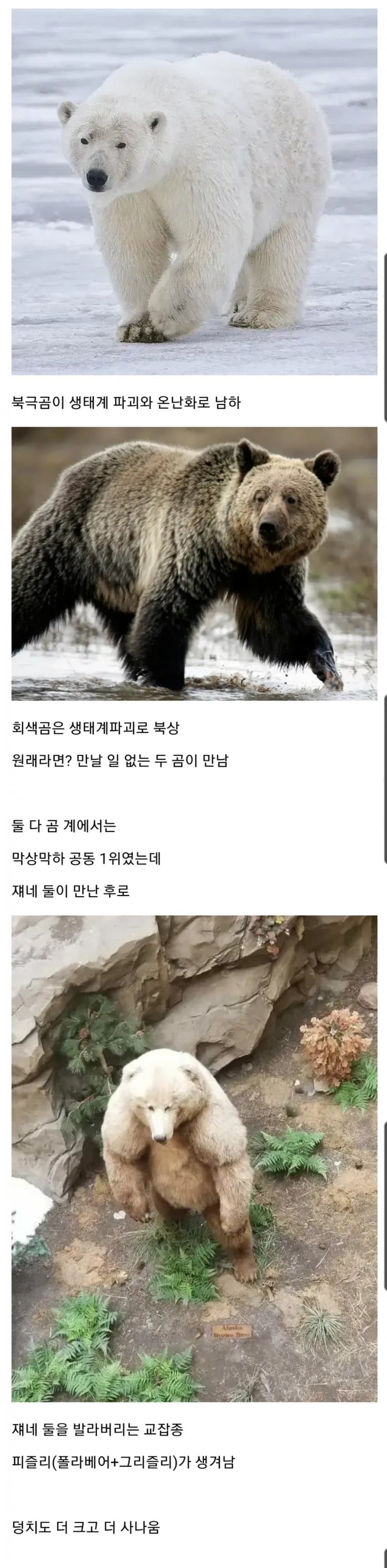 온난화로 탄생한 대장 곰