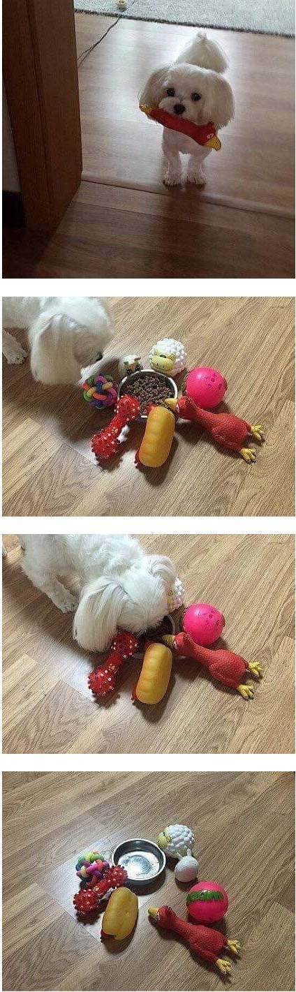 밥 안먹는 강아지 밥먹이는 방법