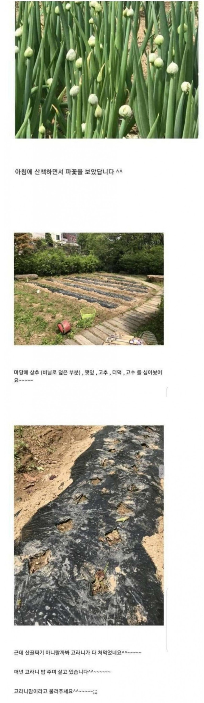 캣맘을 넘어선 고라니맘 ㄷㄷ